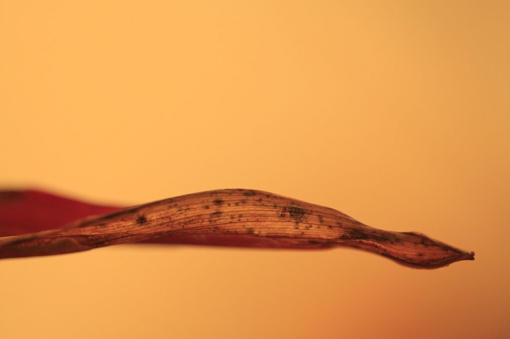 訪問看護の求人に役立つスポットアプリとは？