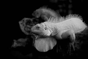 ラダー制度とは何か、具体的な内容を解説しますか？