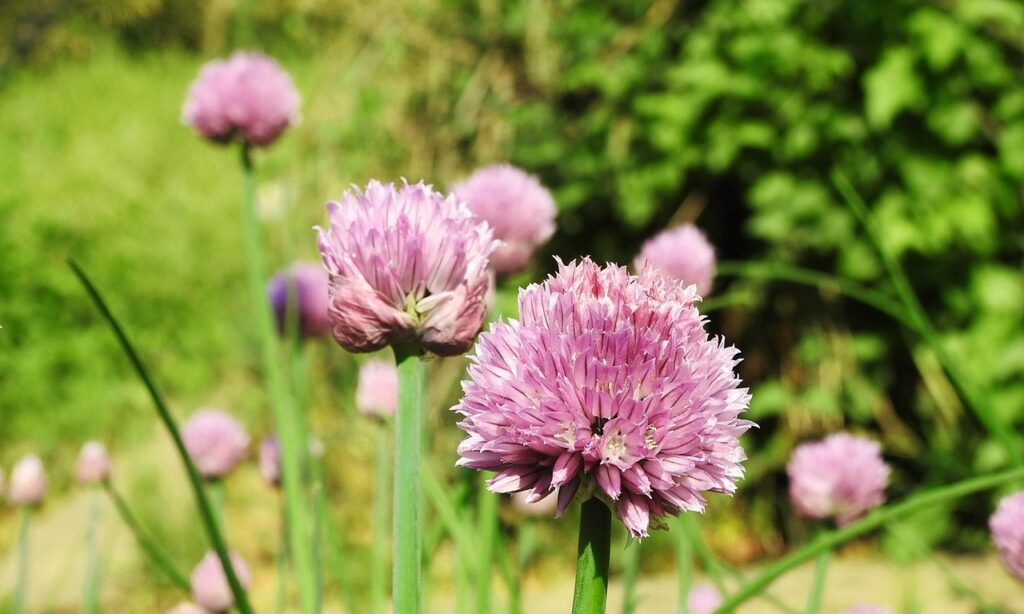 看護師から助産師になる方法はどのようなステップが必要ですか？