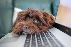看護師が在宅勤務で得られる年収はどのくらい？