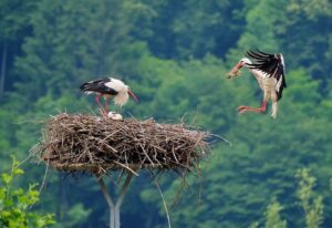看護師の育児休暇はどのように取得できる？
